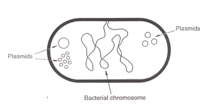 <p>A plasmid is a small, circular, double-stranded DNA molecule found in bacterial cells. It is <span style="color: red"><strong>independent of the chromosomal DNA</strong></span>.</p>