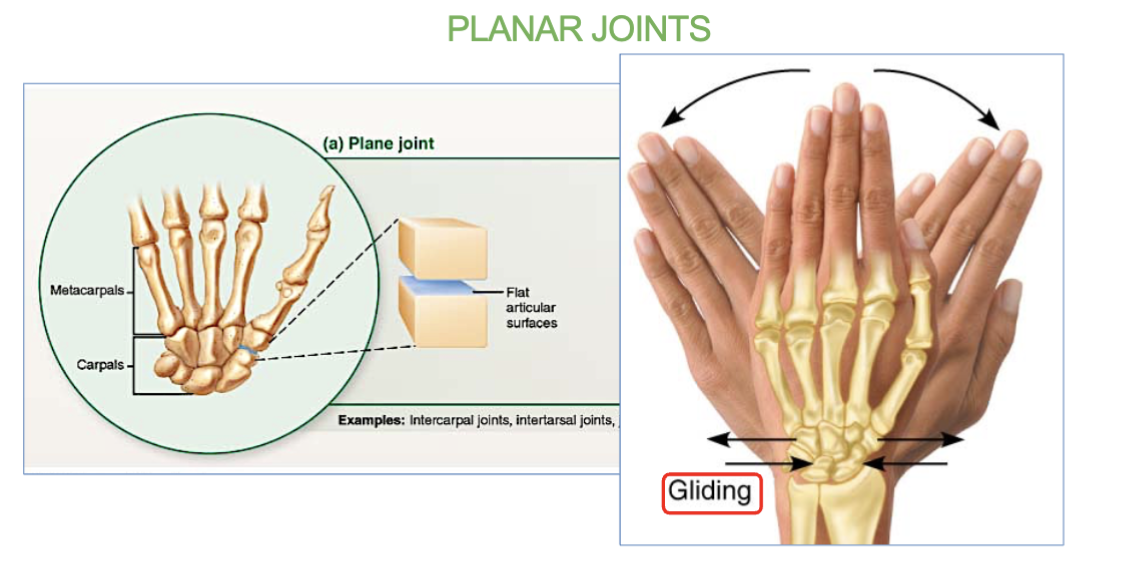 <p>allow for <strong>limited <u>gliding </u>movements ← →</strong><br><br><strong>ex- carpal bones (wrist) </strong>and <strong>tarsal bone (ankles)</strong></p>
