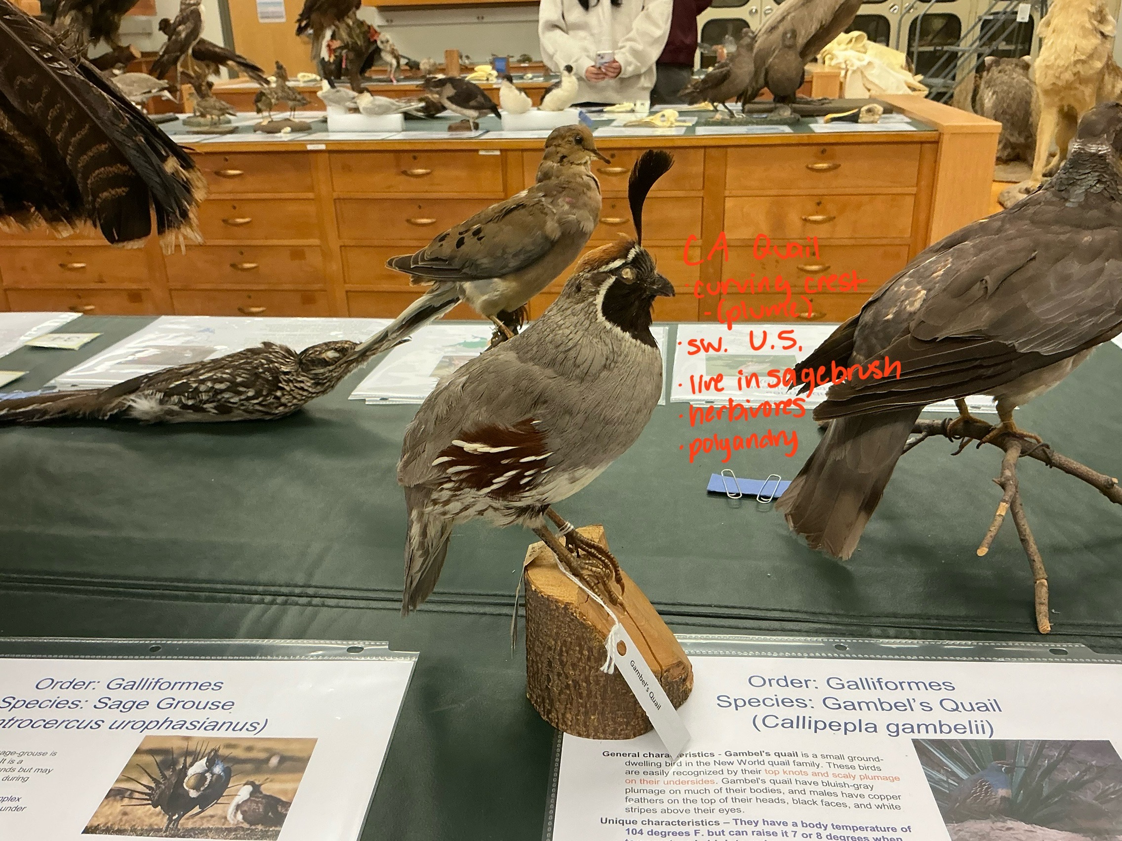 <p>What is the curve on a California Quail’s head?</p>
