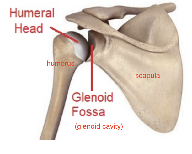 <p>head of humerus articulates with the scapula at the glenoid cavity</p>