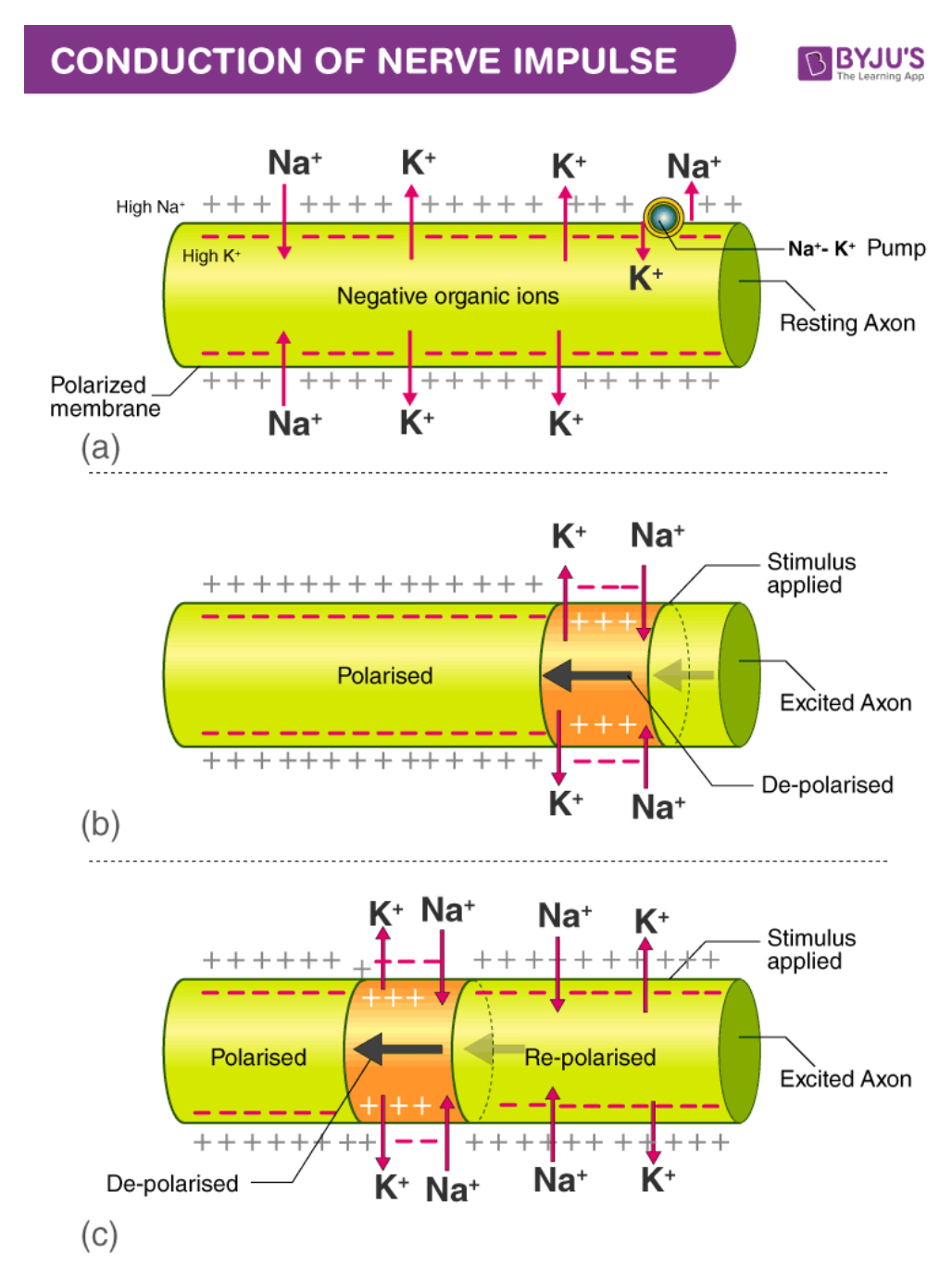 nerve impulses 