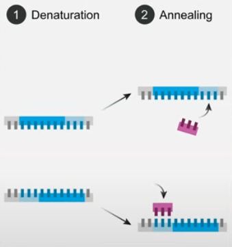 <ul><li><p>DNA sample heated, causing it to denature so H bonds between bases break and becomes ssDNA</p></li><li><p>the ssDNA sample is mixed w/ the DNA probe and cooled so any complementary sequences can align and anneal, forming H bonds</p></li><li><p>some of the patient’s DNA samples will anneal back together, but some will anneal w/ DNA probe</p></li></ul><p></p>