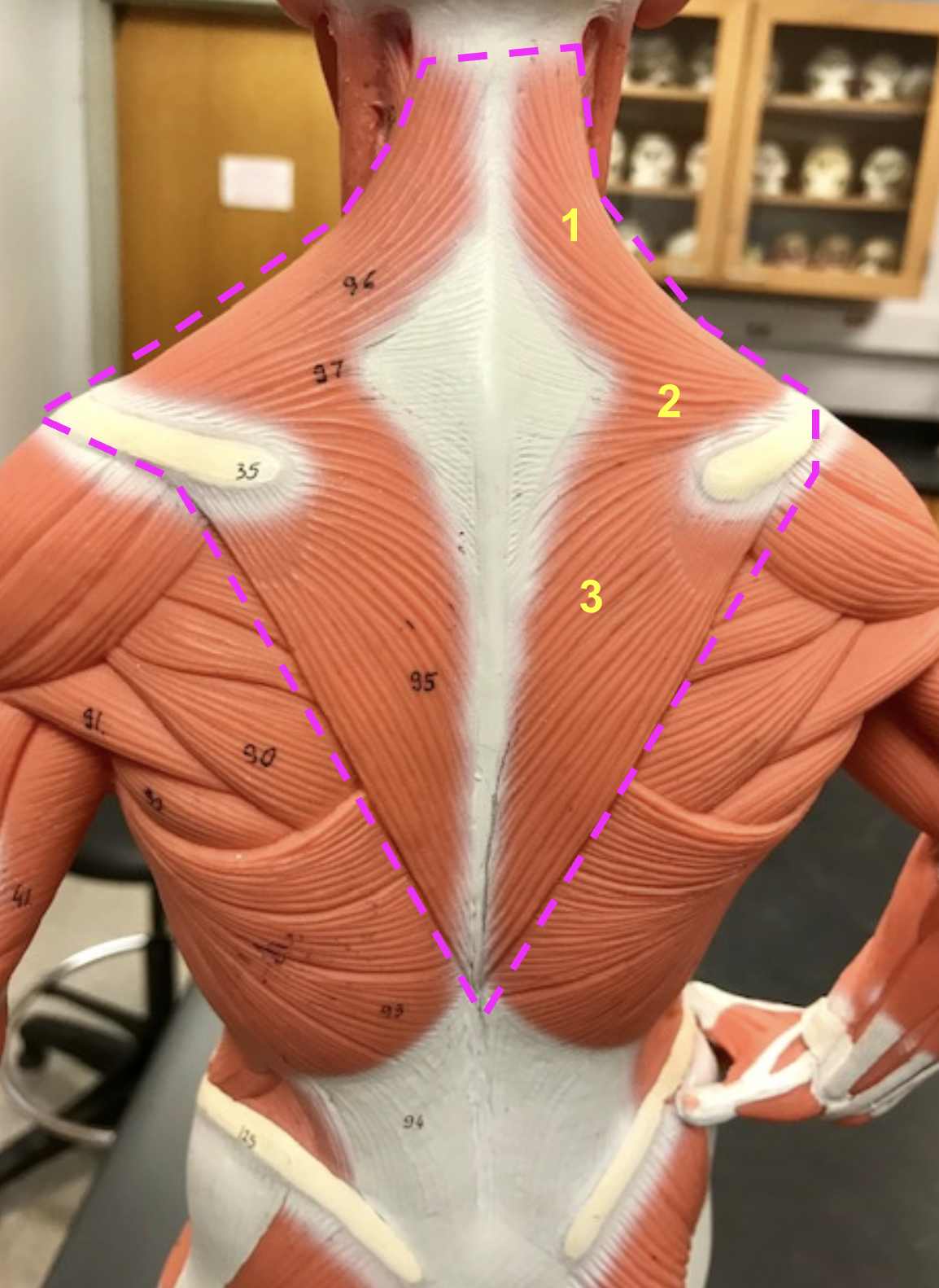 <p>Identify structure and function of the outlined portion</p>
