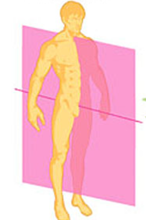 <p>Sagittal plane:</p>