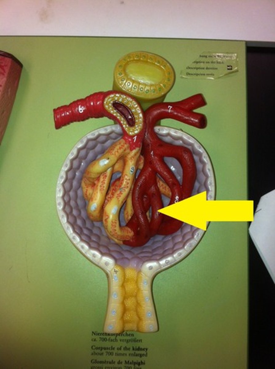<p>small network of capillaries encased in the upper end of a nephron; where the filtration of blood takes place</p>