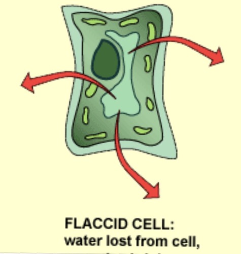 <ul><li><p>limp </p></li><li><p>happens when plant is in an isotonic solution </p></li></ul><p></p>