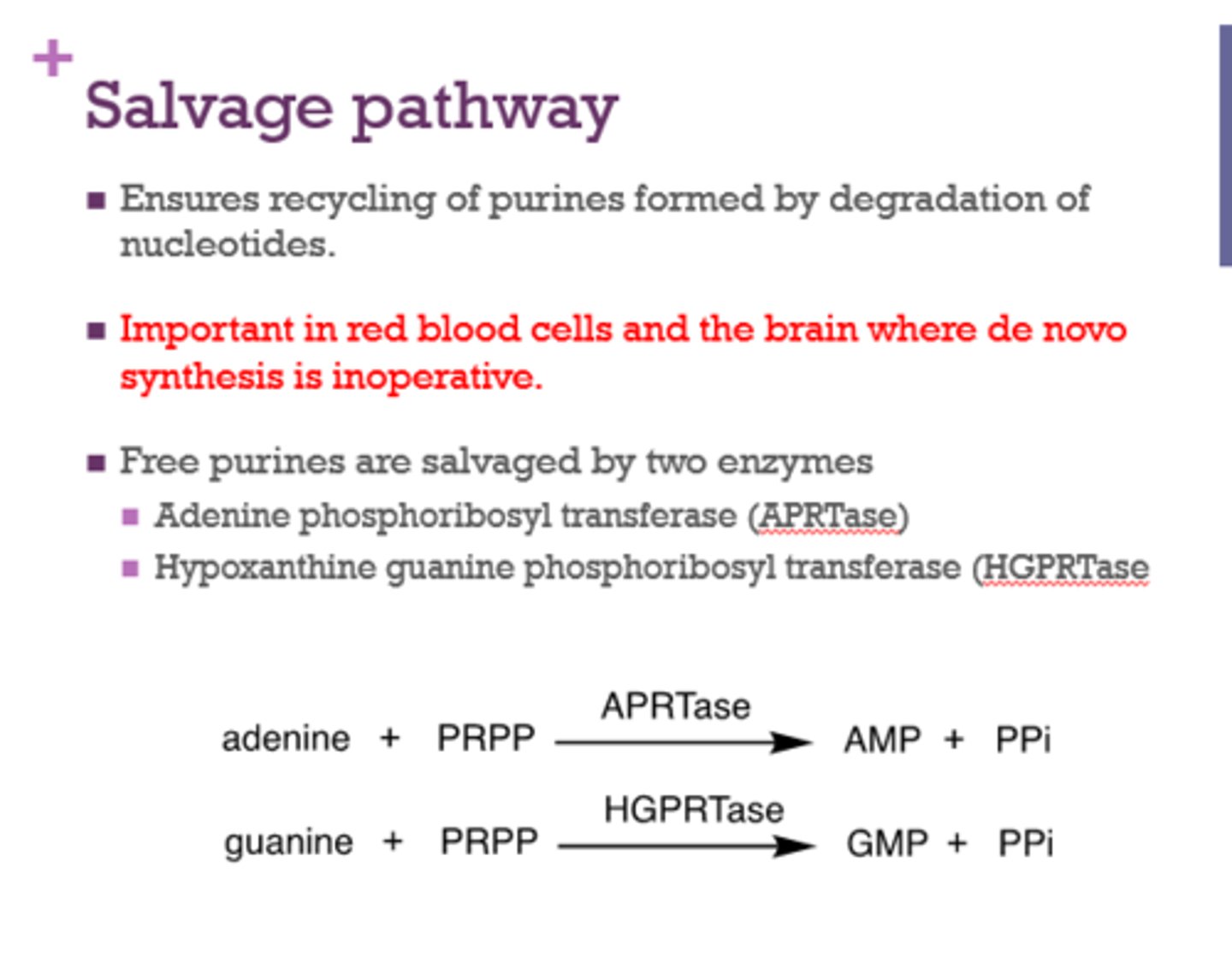 <p>RBCs and the brain</p>