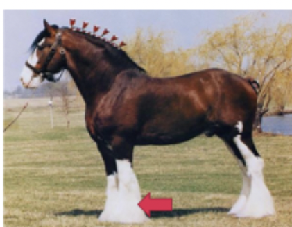 <p>What breed is this?</p>