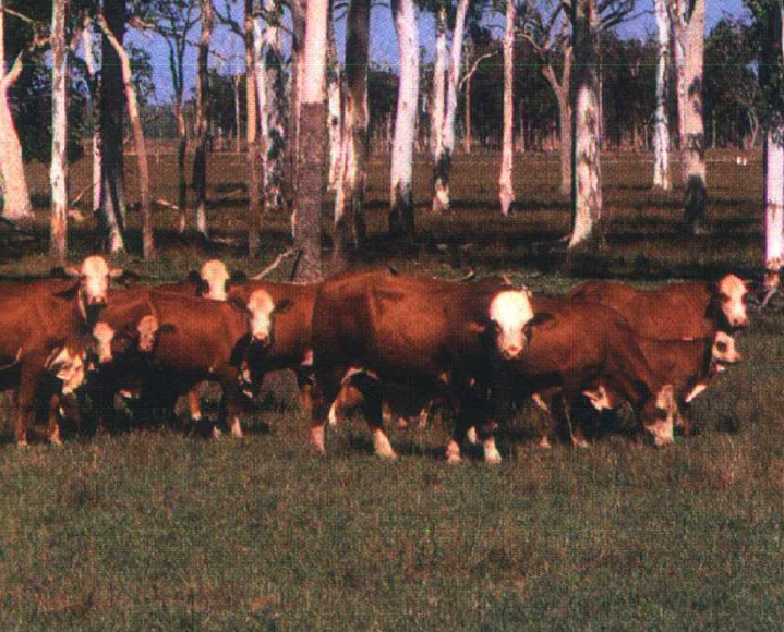 <p>Give the name of the breed and how is it developed?</p>