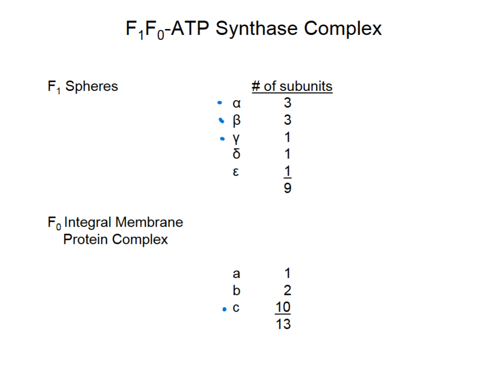 <p>Synthase enzyme very conserved because energy is always needed, # of c can vary.&nbsp;</p>