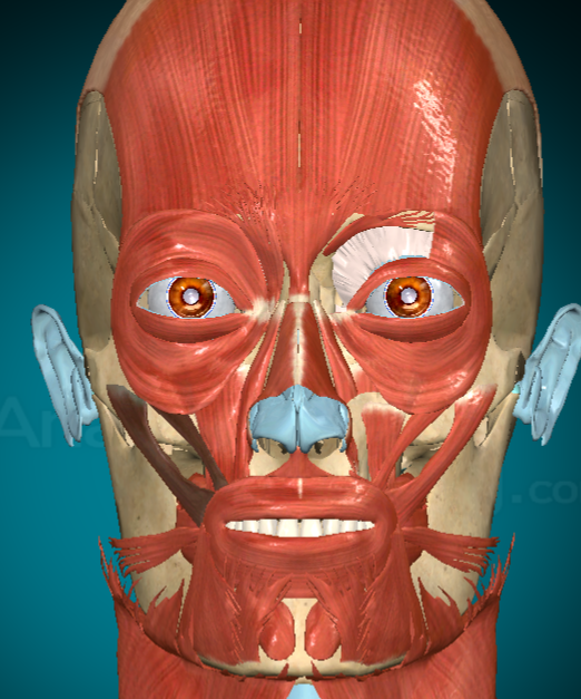 <p>What muscle is this and what does it do?</p>