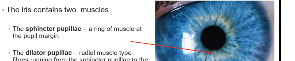 <p>what is the sphincter pupillae </p>