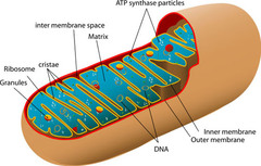 An organelle found in large numbers in most cells, in which the biochemical processes of respiration and energy production occur.
