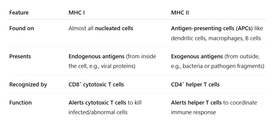<p><strong>Antigen Presentation</strong> </p><ul><li><p><strong>APC (dendritic cell, macrophage, or B cell)</strong> presents antigen on <strong>MHC-II</strong>.</p></li><li><p><strong>Naïve CD4⁺ T cell</strong> recognizes the antigen via its <strong>TCR</strong>.</p></li><li><p><strong>CD4 co-receptor</strong> binds MHC-II to stabilize the interaction.</p></li><li><p><strong>Costimulatory signal</strong>: <strong>CD28</strong> on the T cell binds <strong>B7 (CD80/CD86)</strong> on the APC.</p></li><li><p><strong>Cytokine signal</strong>: <strong>IL-12</strong> from the APC (or innate cells) drives Th1 differentiation.</p></li></ul><p> <strong>2. T Cell Differentiation</strong> </p><ul><li><p>Naïve CD4⁺ T cell → <strong>Th1 cell</strong> (driven by IL-12).</p></li><li><p><strong>Th1 cells</strong> are key for <strong>cell-mediated immunity</strong>.</p></li></ul><p> <strong>3. Cytokine Release and Function</strong> </p><ul><li><p><strong>Th1 cells secrete IL-2</strong>:</p><ul><li><p><strong>Autocrine effect</strong>: stimulates their own proliferation.</p></li><li><p><strong>Paracrine effect</strong>: helps nearby T cells, including <strong>naïve or partially activated cytotoxic T cells (Tc cells)</strong>, to proliferate and differentiate.</p></li></ul></li><li><p><strong>Other Th1 cytokines</strong> (bonus for context):</p><ul><li><p><strong>IFN-γ</strong> → activates macrophages and enhances antigen presentation.</p></li><li><p><strong>TNF-α</strong> → promotes inflammation.</p></li></ul></li></ul><p> <strong>4. Cytotoxic T Cell Activation</strong> </p><ul><li><p><strong>Tc cells (CD8⁺ T cells)</strong> recognize infected cells via <strong>MHC-I + antigen</strong>.</p></li><li><p><strong>Activation requires</strong>: IL-2 from Th1 cells (as a growth/proliferation signal).</p></li><li><p><strong>Effector function</strong>: release <strong>perforin</strong> (forms pores) and <strong>granzymes</strong> (induces apoptosis) → kills infected cells.</p></li></ul><p> <strong>5. Memory Formation</strong> </p><ul><li><p>Some <strong>Th1 and Tc cells</strong> become <strong>memory cells</strong> → faster and stronger response upon re-exposure.</p></li></ul><p></p>
