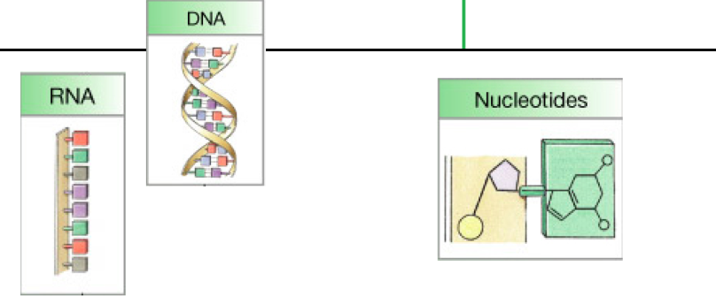 <p>RNA (ribonucleic), or DNA(deo..nucleic), direct growth and development of all organisms, both have different structure</p>