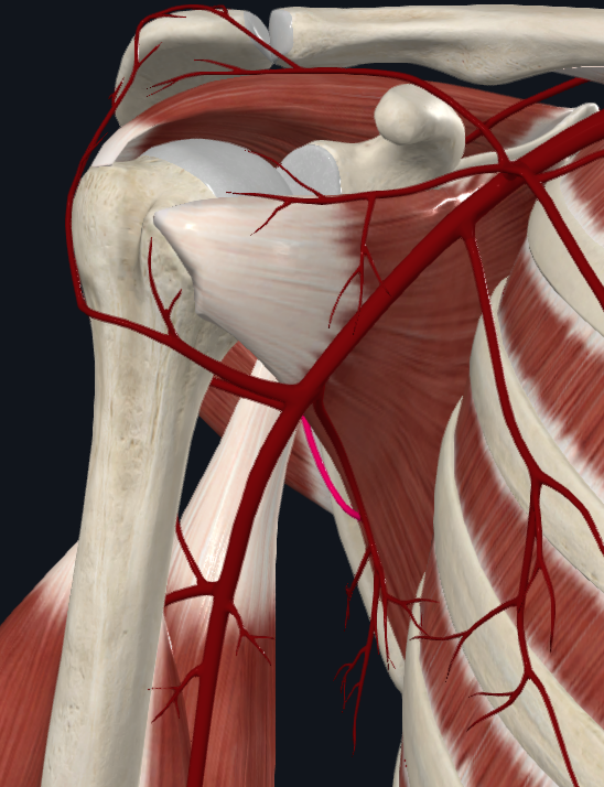 <p>What artery is this</p>
