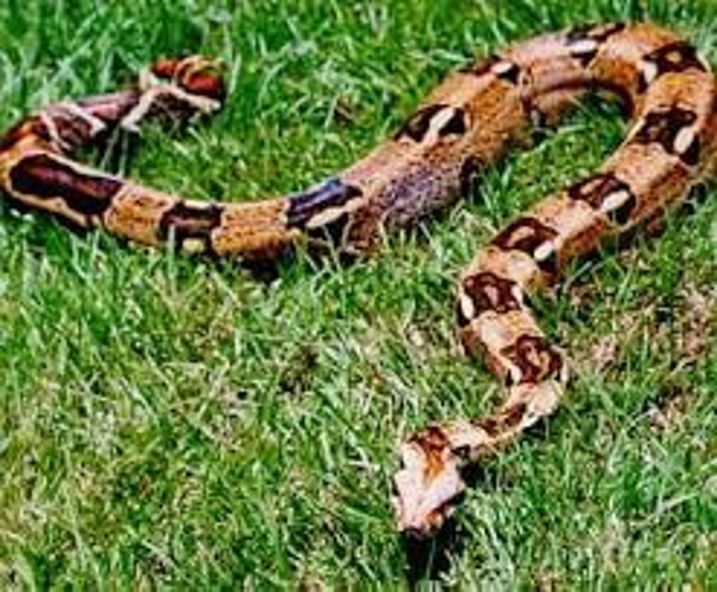 <p>pit viper</p>