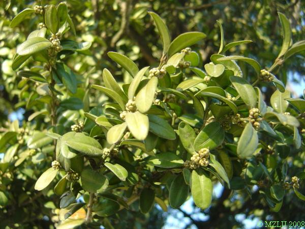 <p><span><em>Buxus sempervirens</em></span></p>