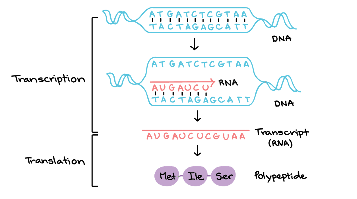 <p>If PCR can’t be used to detect RNA, and coronaviruses are RNA viruses; there is no DNA and PCR does not replicate RNA, how can we detefct SARS-Cov-2? </p>
