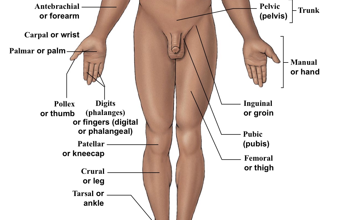 <p>The WHOLE hand </p>