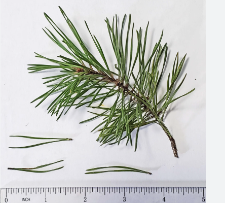 <p>virginia pine</p>