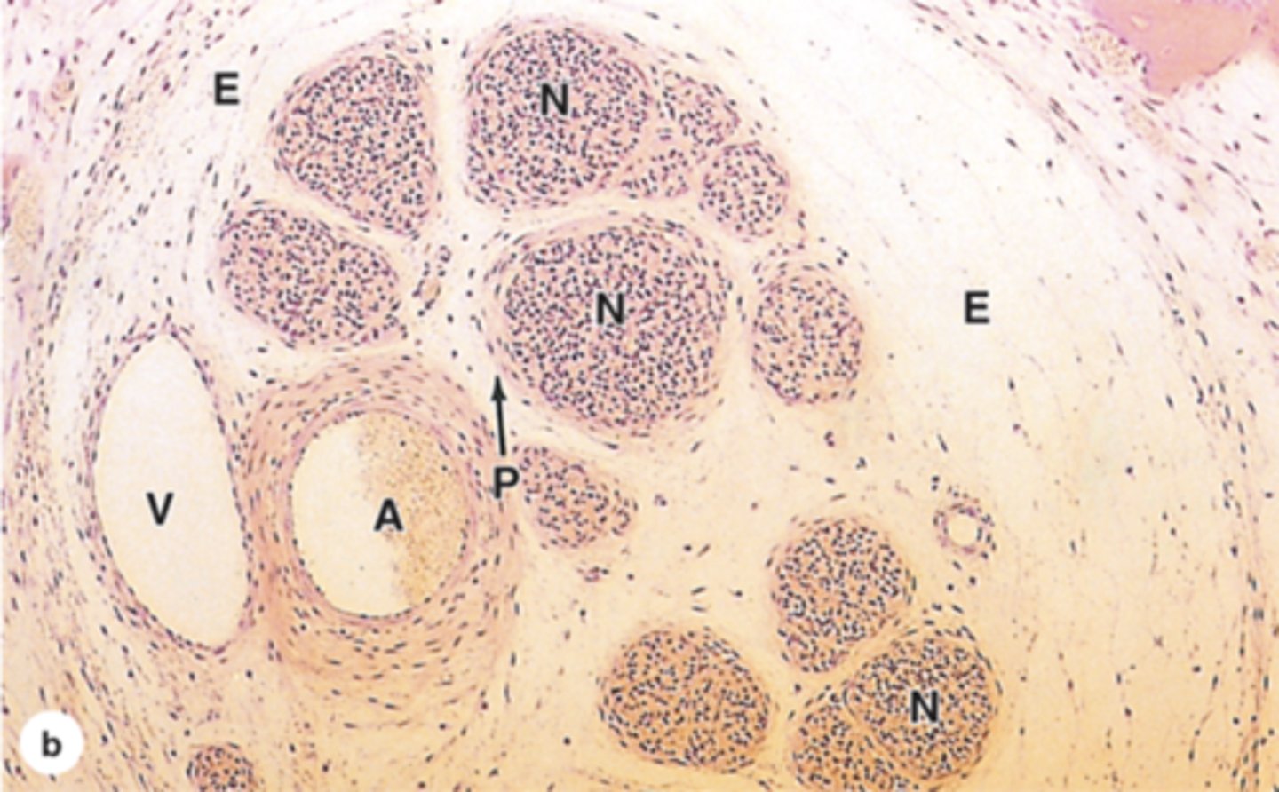 <p>name N</p>
