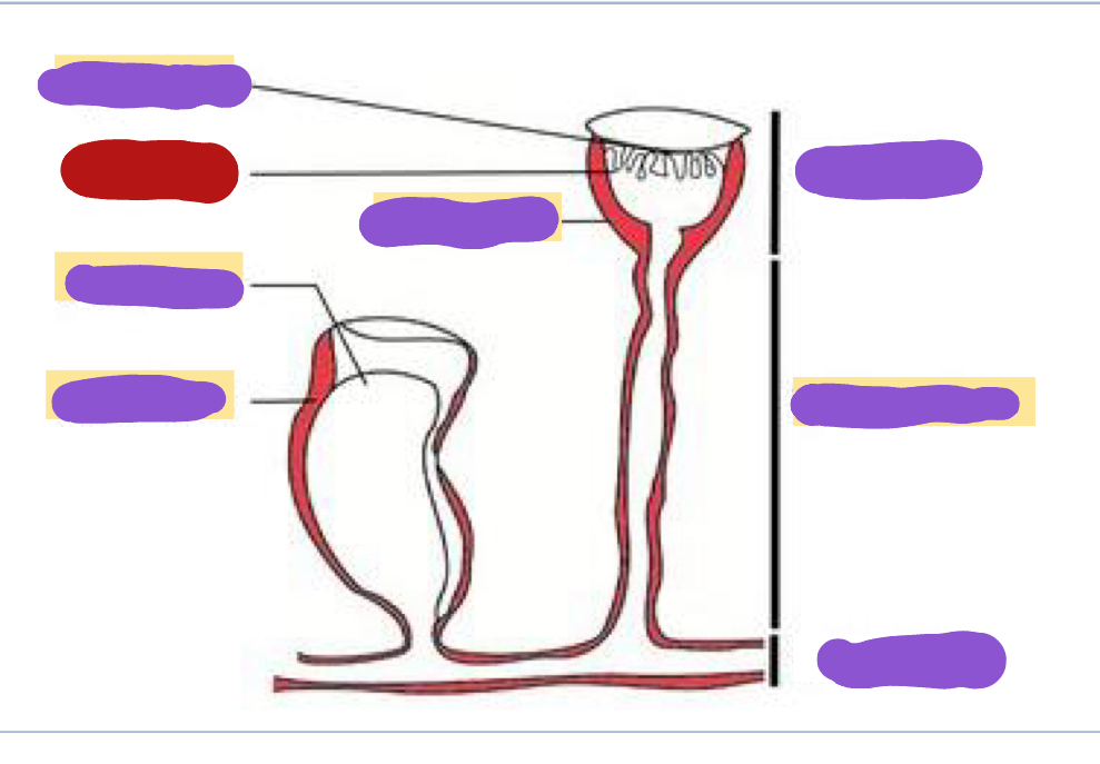 <p>Identify the red structure</p>