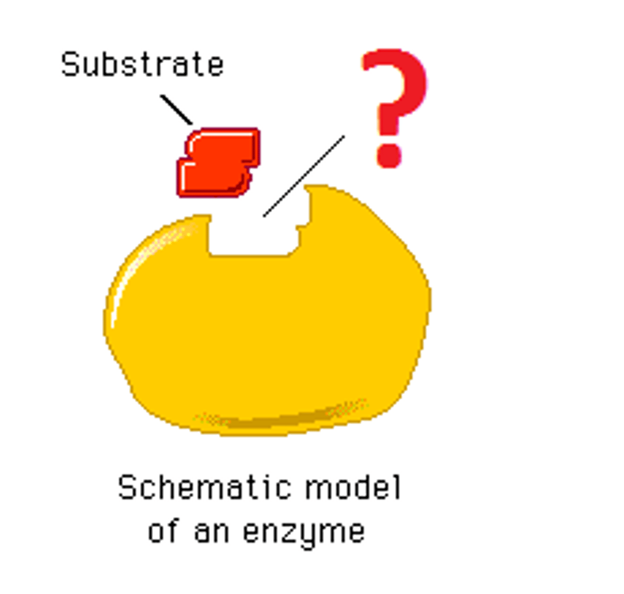 <p>a region on an enzyme that binds to a protein or other substance during a reaction.</p>