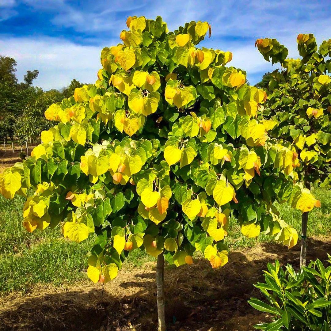 <p>eastern redbud</p>