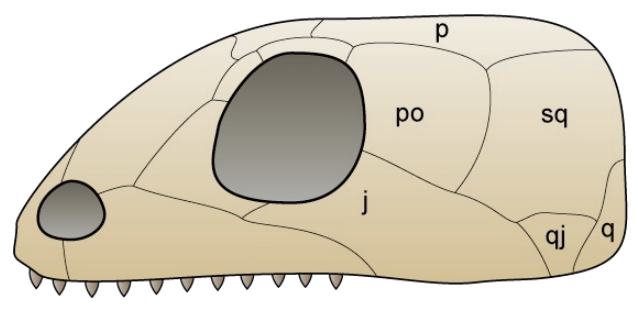 <ul><li><p>No fenestra</p></li><li><p>Early amniotes (primary) and turtles (secondary condition)</p></li></ul><p></p>