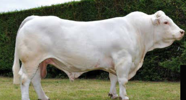 <p>What breed is this?</p>