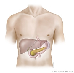 <p>The pancreas helps digestion by releasing <strong>enzymes </strong>that break down carbs, fats, and proteins, and by releasing bicarbonate to neutralize stomach acid.</p>