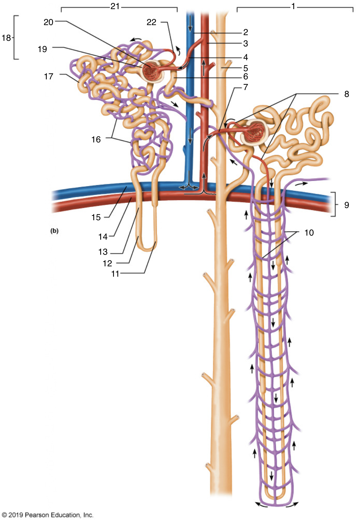 <p>18</p>