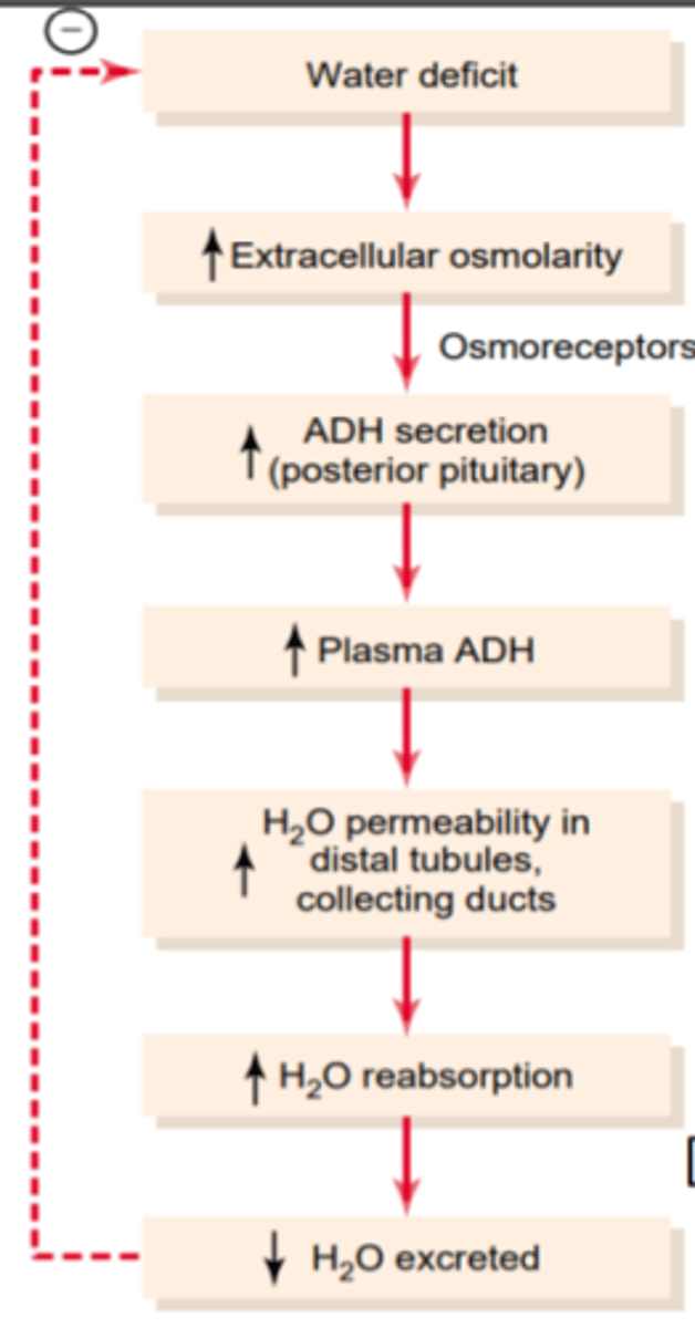 <p>Ja osmolaritāte palielinās virs normas, piemēram, ūdens deficīta dēļ, šī atgriezeniskās saites sistēma darbojas šādi:</p><p>Osmoreceptoru aktivācijas rezultātā neirohipofīze izdala asinīs vazopresīnu (ADH), tas ar asinīm nonāk nierēs, tur tas palielina ūdens reabsobciju kanāliņos (mehānisms tiks skatīts lekcijā par Nieres fizioloģiju),</p><p>un notiek tikai neliela koncentrēta urīna daudzuma izdalīšanos.</p><p>Tādējādi ūdens tiek saglabāts organismā, bet nātrijs un citas izšķīdušās vielas turpina izdalīties ar urīnu. Tas izraisa ekstracelulārā šķidruma izšķīdušo vielu atšķaidīšanu.</p><p>Ja ekstracelulārais šķidrums kļūst pārāk atšķaidīts (hipoosmotisks), notiek pretēja notikumu secība - veidojas mazāk ADH, nieru kanāliņu ūdens caurlaidība samazinās, ūdens tiek reabsorbēts mazāk un veidojas liels daudzums atšķaidīta urīna. Tas savukārt koncentrē ķermeņa šķidrumus un atgriež plazmas osmolaritāti normālā līmenī.</p>