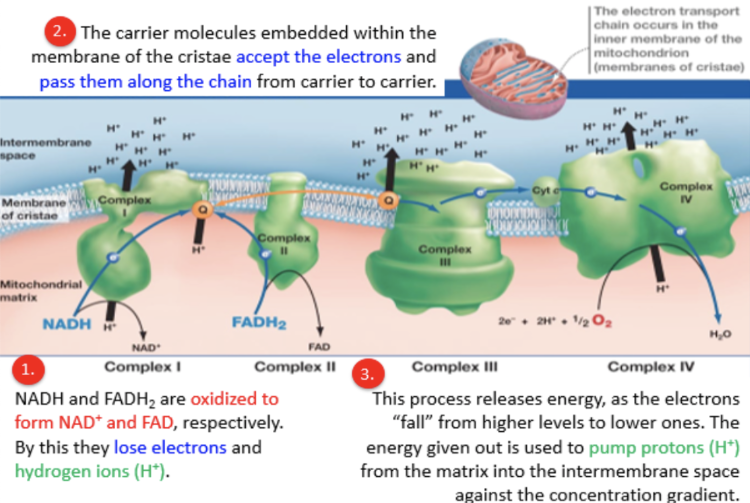 <ul><li><p>reduced electron carriers NADH + H+ and FADH2 from glycolysis and Krebs cycle move to inner mitochondrial membrane</p></li><li><p>membrane proteins accept electrons from NADH and FADH2</p></li><li><p>each carrier in chain has slightly higher electronegativity and therefore a stronger attraction for electrons than previous carrier</p></li><li><p>electrons passed down an energy gradient until they reach the end of the chain</p></li><li><p>electrons “fall” from higher levels to lower ones, energy released used to pump protons from matrix into intermembrane space against the concentration gradient</p></li><li><p>proton gradient drives chemiosmosis</p></li></ul><p></p>