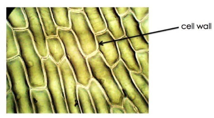 <p><strong>Provides structure and protection</strong></p><p><strong>In plants: cellulose (complex carbohydrate)</strong></p><p>Plant, bacteria (peptidoglycan), fungi (chitin), and most algae have an additional one of this</p>