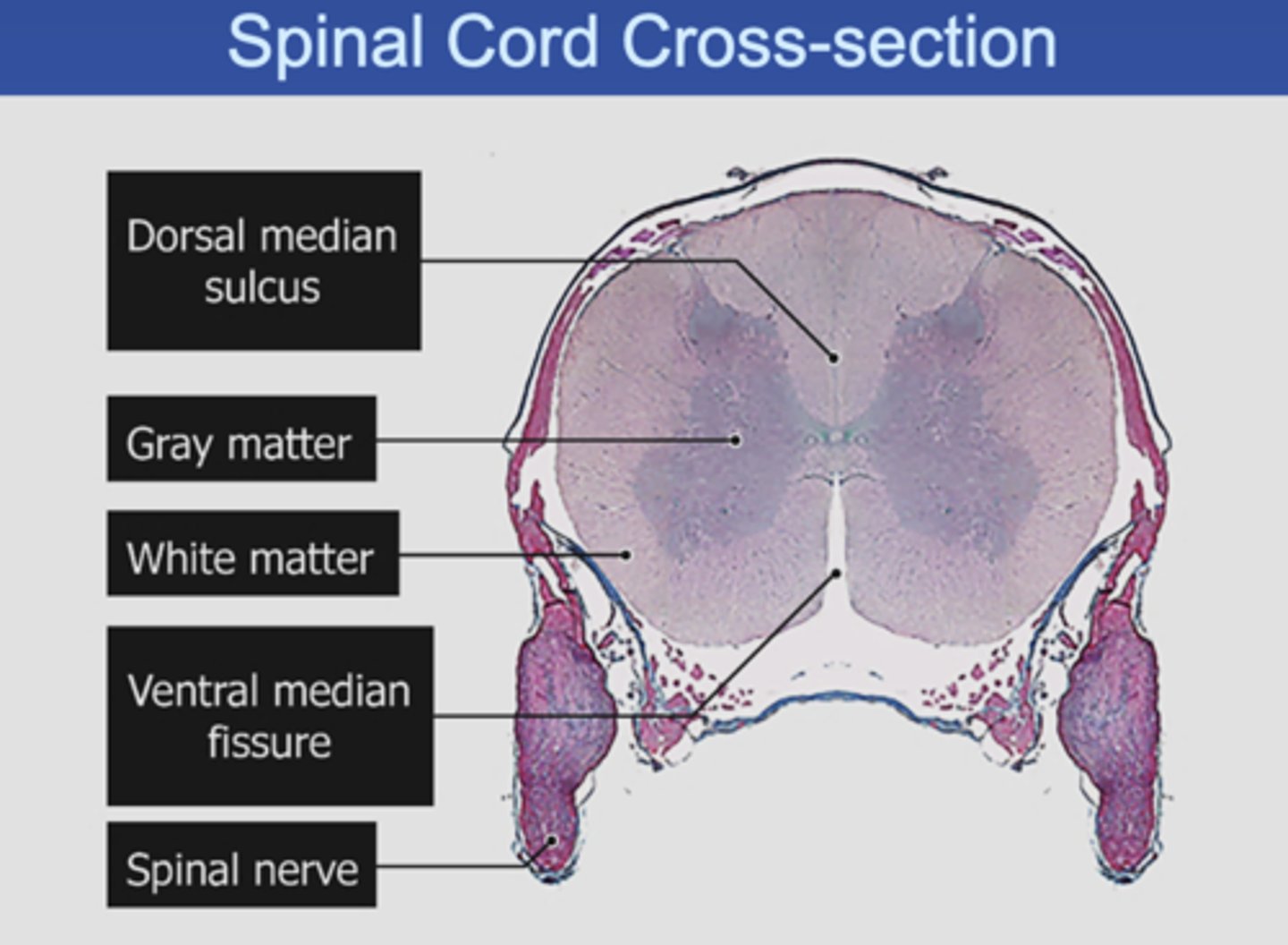 <p>Spinal Cord Cross-section (label)</p>