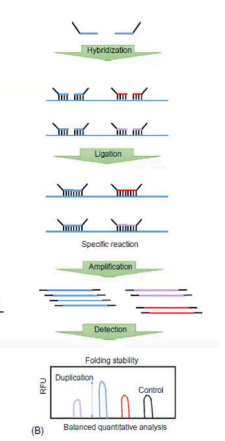 <p>The picture is the flow of what MLPA?</p>