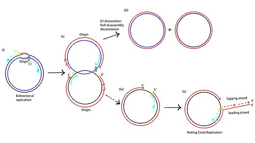 <p>Takes place in typically viruses and Ecoli where there would be a single break unidirectionally</p>