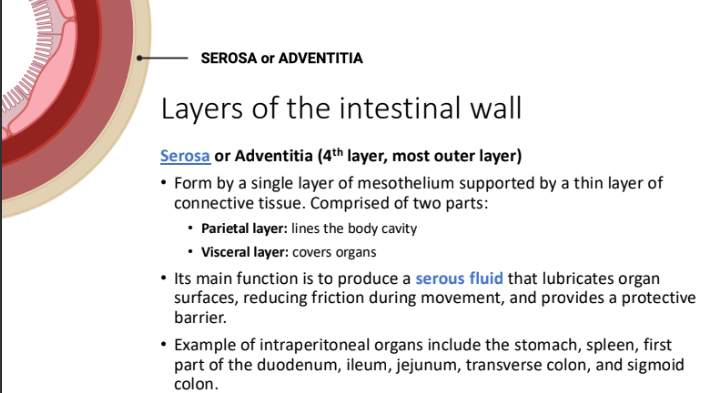 <ol><li><p>stomach,</p></li><li><p>spleen,</p></li><li><p>first part of the duodenum,</p></li><li><p>jejunum,</p></li><li><p>ileum</p></li><li><p>transverse colon,</p></li><li><p>sigmoid colon.</p></li></ol><p></p>