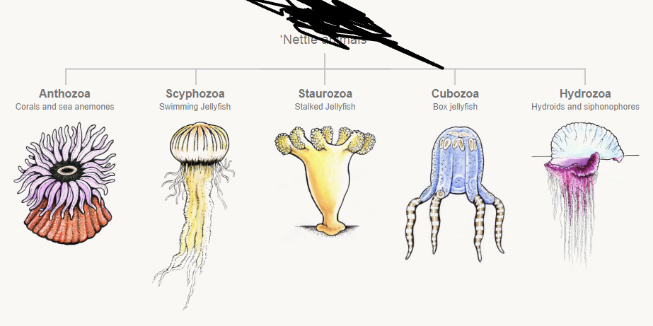 <p>What is the phylum?</p>