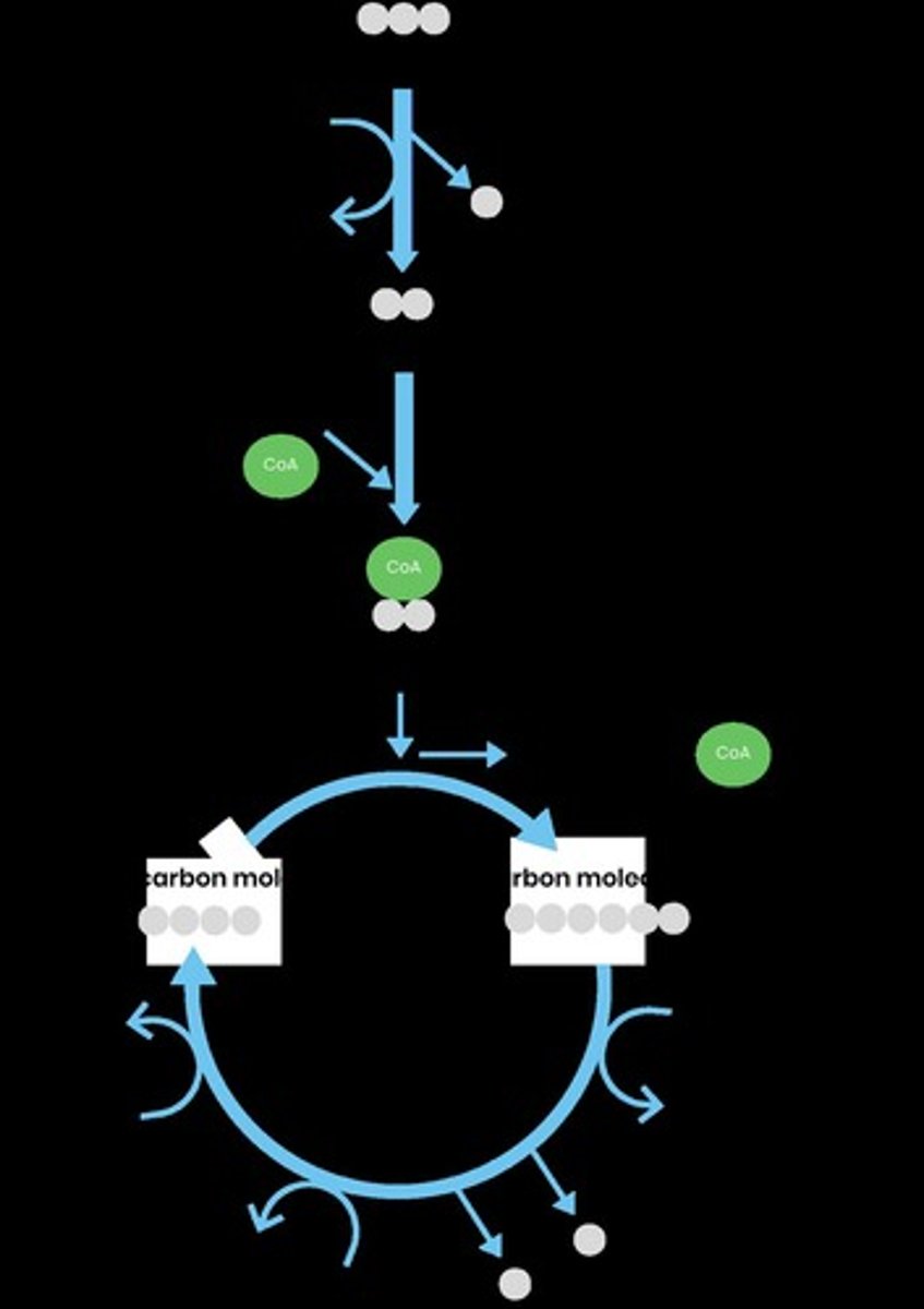 <p>1. Glycolysis - cytoplasm; 2. Link reaction - mitochondrial matrix; 3. Krebs cycle - mitochondrial matrix; 4. Oxidative phosphorylation - inner mitochondrial membrane.</p>
