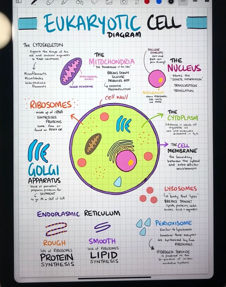 <p>Animal or plant cells with genetic material (DNA) is enclosed in a nucleus</p>