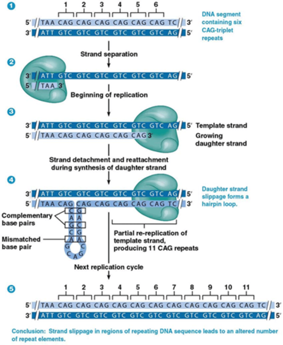 <p>•CAG triplet codeert voor glutamine</p><p>•Dissociatie van DNA polymerase (‘strand slippage’): DNA polymerase gaat even af de template streng en er daarna terug op</p><p>•Vorming van ‘hairpin’ in nieuwgevormde streng, allemaal CAG's die met elkaar waterstofbruggen gaan vormen</p><p>•Overeenkomstige matrijs tweede keer gerepliceerd</p><p>->proteine heeft meer glutamines</p><p>->huntington's disease (autosomaal dominante* ziekte waardoor je dementie en parkinsonachtige symptomen hebt, iedereen sterft ongeveer 15 jaar na de eerste symptomen (rond 30-50 jaar oud) die iedereen met het gen krijgt)</p><p>*de mutatie doet zich dus voor in geslachtscellen!</p>