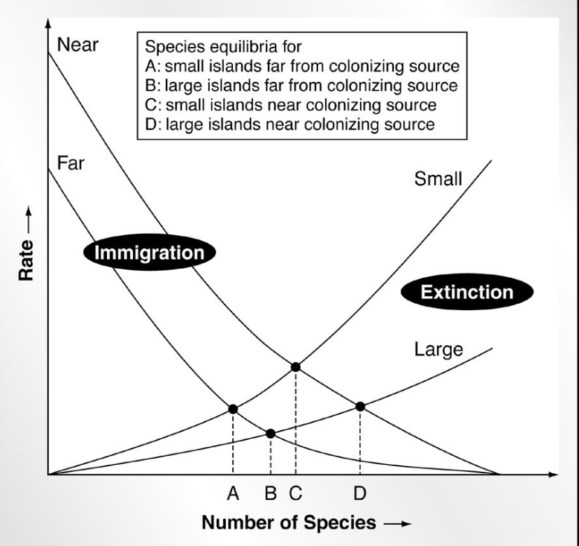 <ol><li><p>Immigration higher on near islands than distant islands (in relation to mainland), so the equilibrium number of species present will be greater on near islands</p></li><li><p>Extinction higher on small islands than on larger islands, so the equilibrium number of species present will be greater on large islands</p></li></ol><p></p>