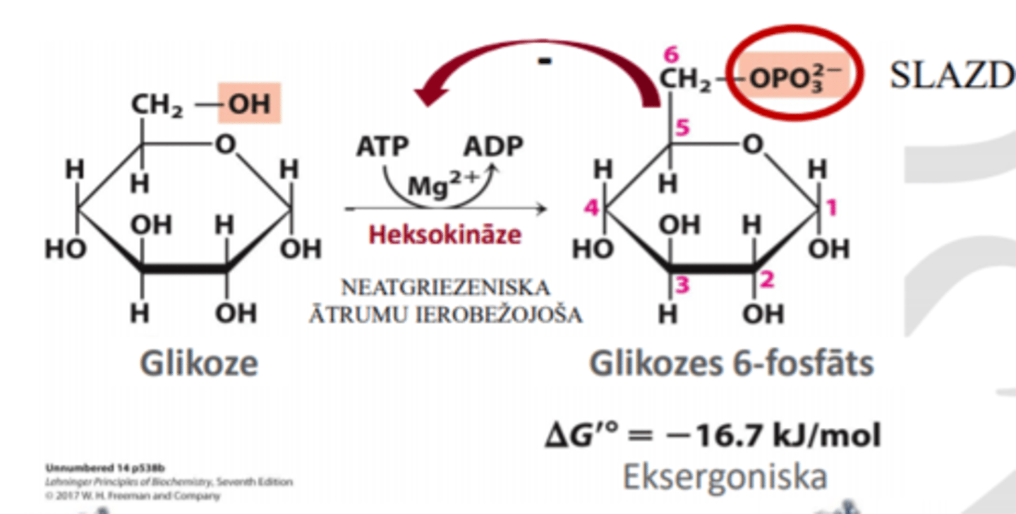 <p>glikoze -> glikozes 6-fosfāts</p><p>(netgriezeniska, ātrumu ierobežojoša reakcija)</p><p>Glikozes C6 nukleofīlais skābeklis «uzbrūk» ATF pēdējai fosfāta grupai.</p>