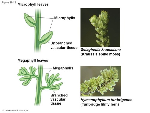 <p>What’s the difference between microphylls and megaphylls?</p>