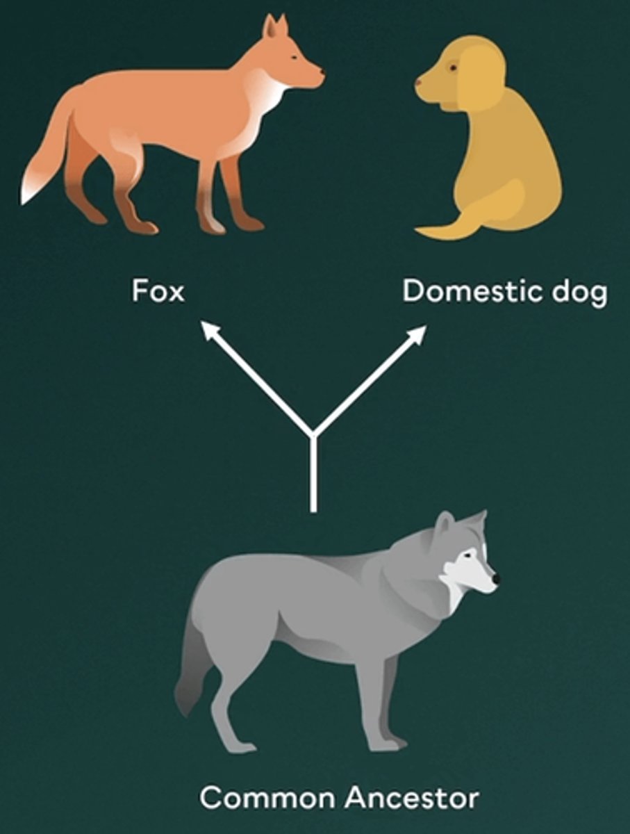 <p>C.Divergent evolution</p><p>The formation of multiple species from a common ancestor is called divergent evolution. As the finches adapted to the habitats on their specific islands, they developed distinct traits and behaviors, becoming increasingly different from finches on other islands. Over time, this led to reproductive isolation, resulting in the finches being classified as distinct species from their common ancestor.</p>