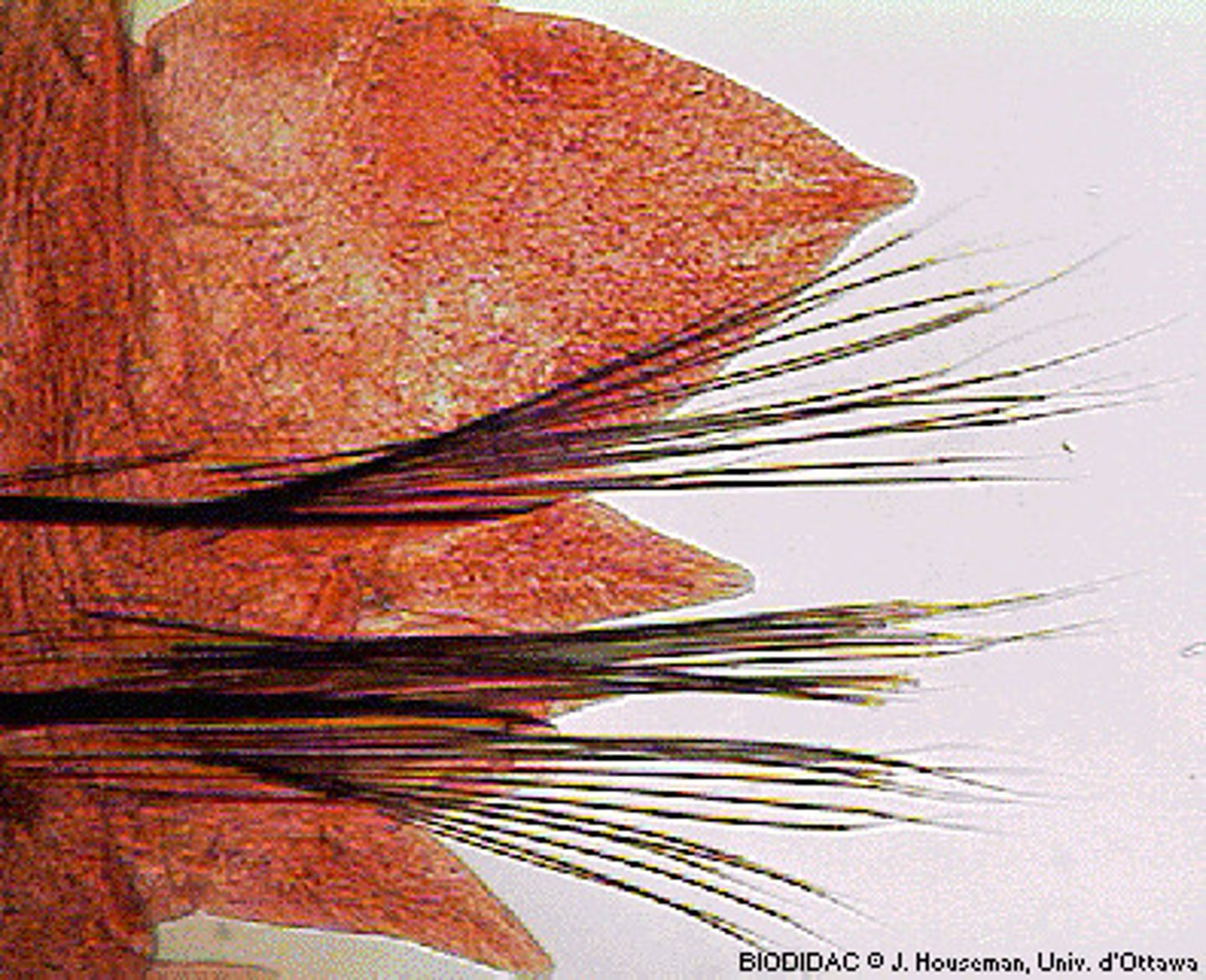 <p>- Type of chitinous bristles found in annelids</p><p>- Help in movement</p>