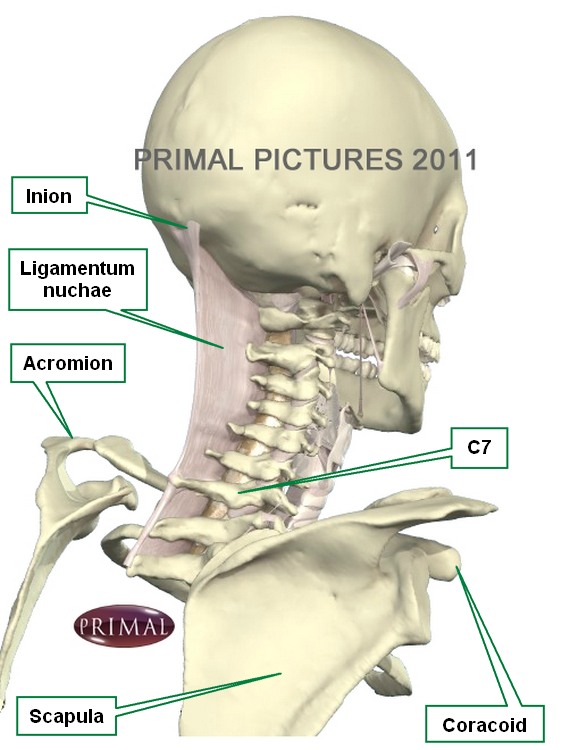 <p>Ligamentum nuchae</p>